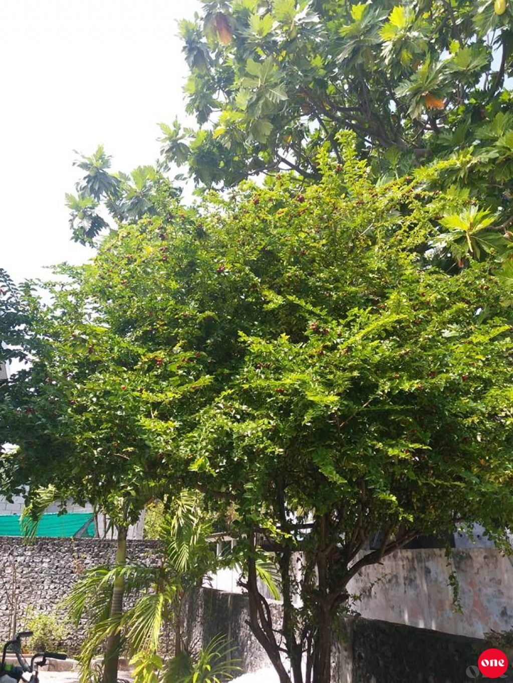 Alun kiyailumah: Vyemandoo hurihaa ge'ehggai bodethi kudhilumbo gass, mee kihineh vaa kameh?