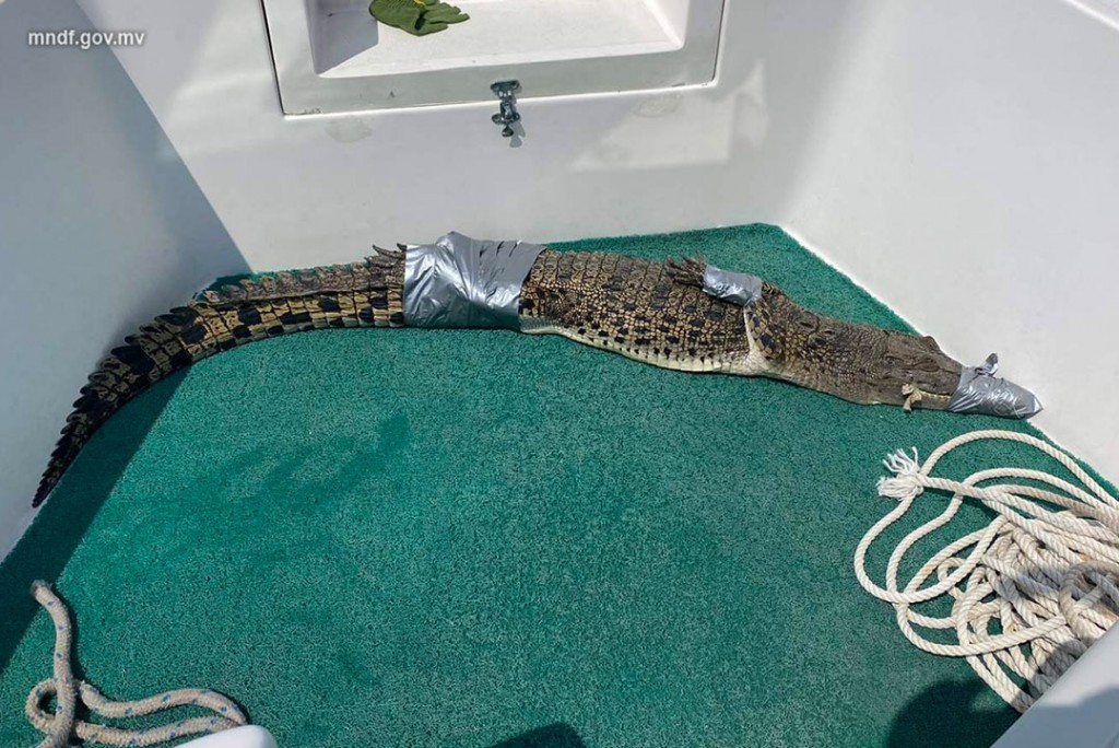 Hoarafushi kairin 6 foot dhigu kinbuleh fenijje