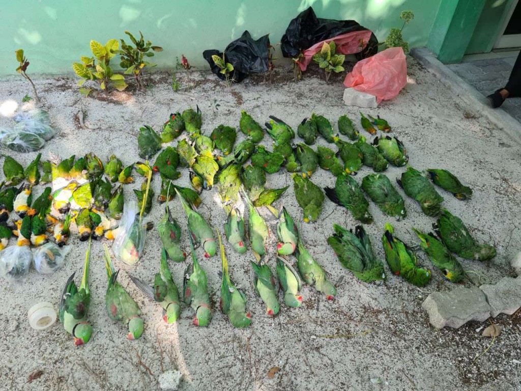 Dhooni thah maraalumaai gulhigen dhooni gengulhey meehun muzaaharaa ah