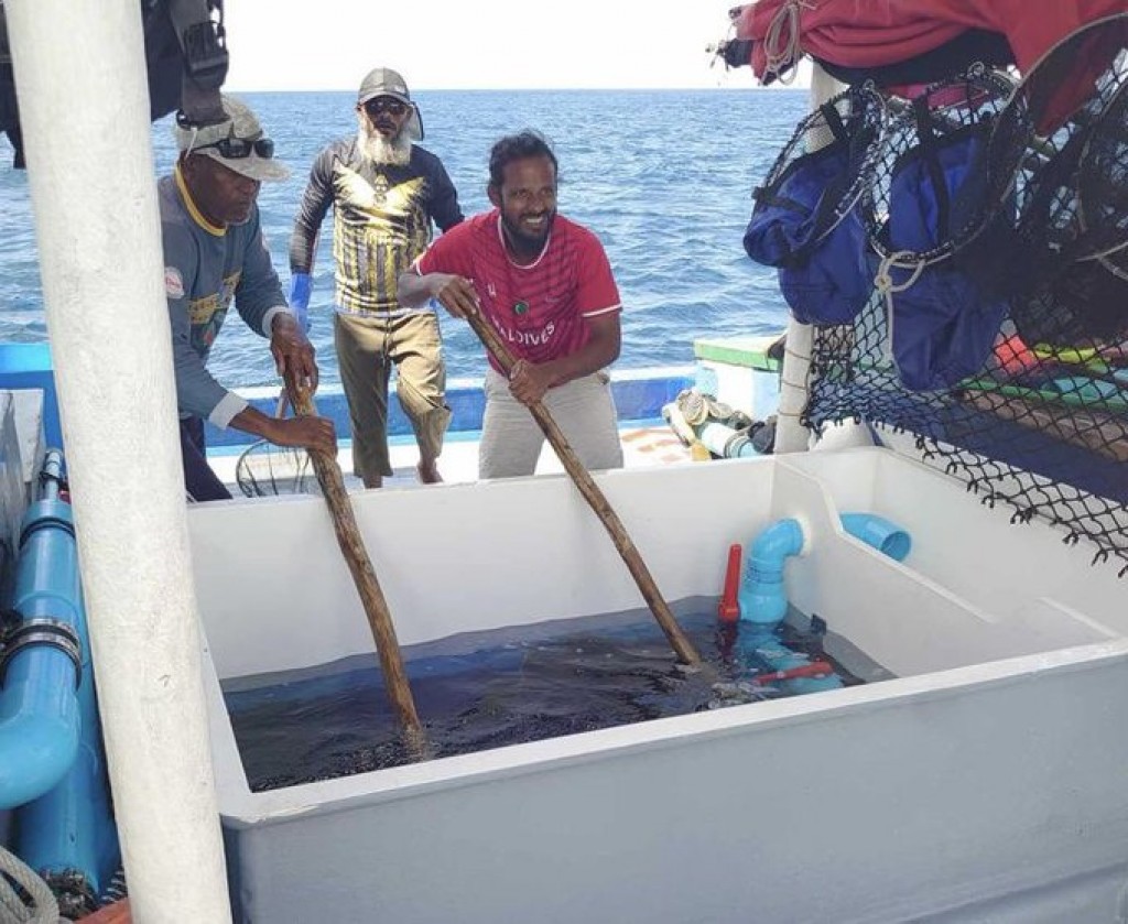 Ene gengulhumaa behey dhiraasaaeh Japan sarukaaruge eheegai fashaifi