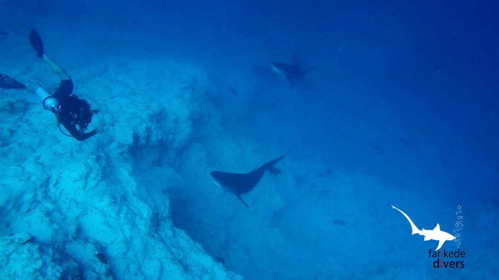 ‘Farikede Faru’ in Fuvahmulah declared a protected area