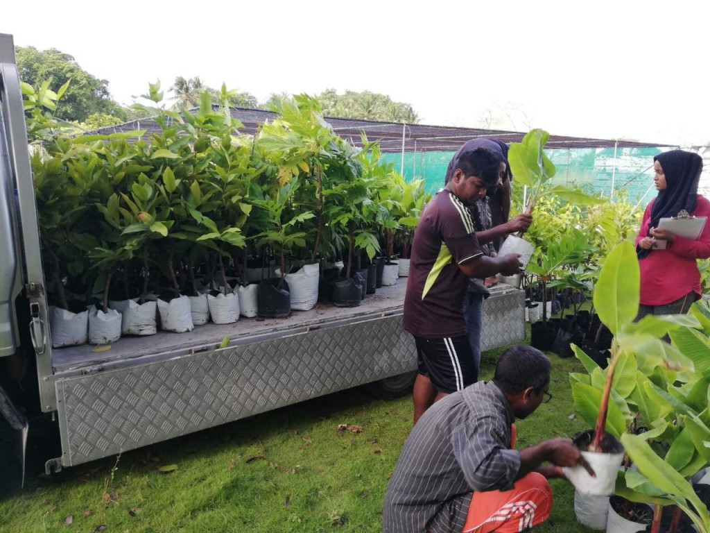 Sihhathah faidhaahuri baavaiythah Raajjeygai hehddhumue program ge dhashun 3 rashakah gass hadhiyaakuranee