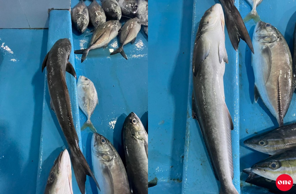Roadha 6: Mas market gai miadhu madhun noonee nufenna Cobiya  eh, agu 60 rufiyaa ah!