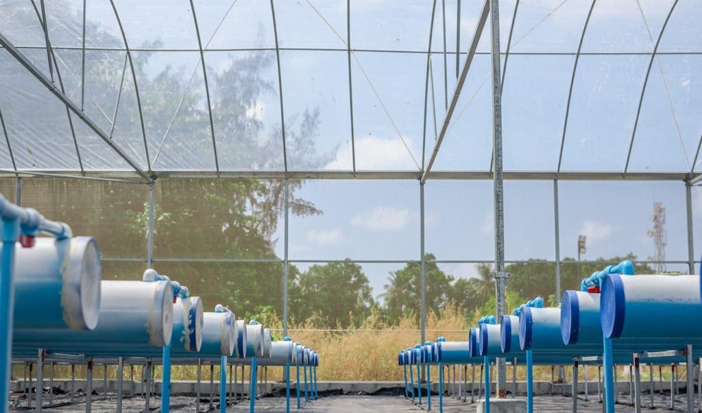 BML ge eheege dhashun Kihaadhoo gai hydroponics farming system gaaimu koffi