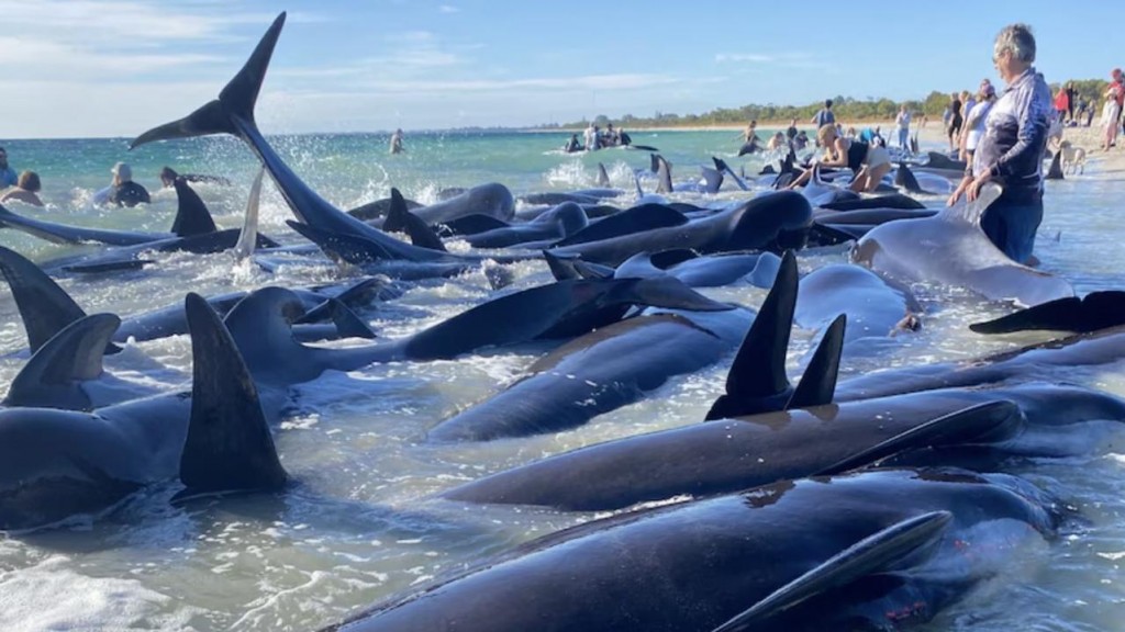 Australia ge beach akah lehggi 130 bodumas salaamai kohffi