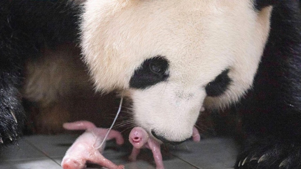 Dhekunu Korea gai furathama faharah Panda eh twins eh vihaifi