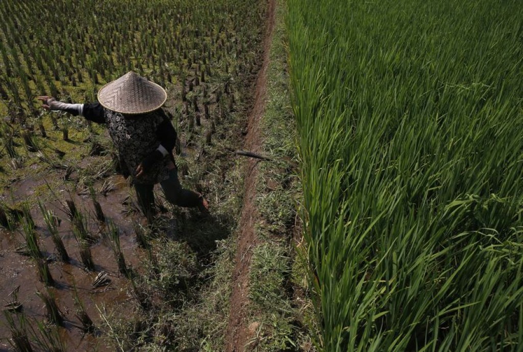 Indonesia braces for forest fires amid possible prolonged dry weather due to El Nino