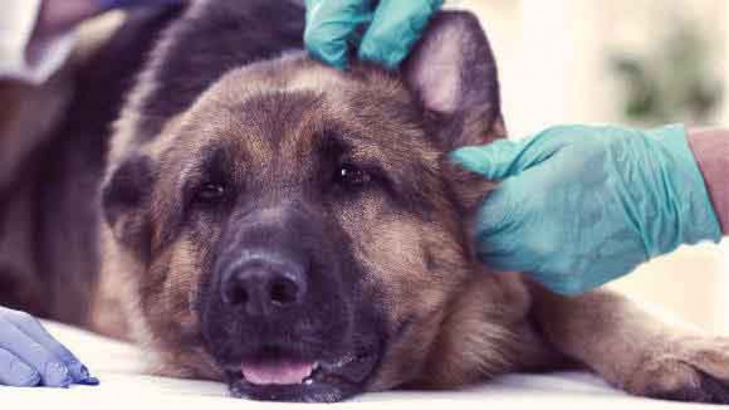 Mumbai ge maguthakugai dhiriulhey kuhthaathakah Rabies Vaccine dheyn fashaifi