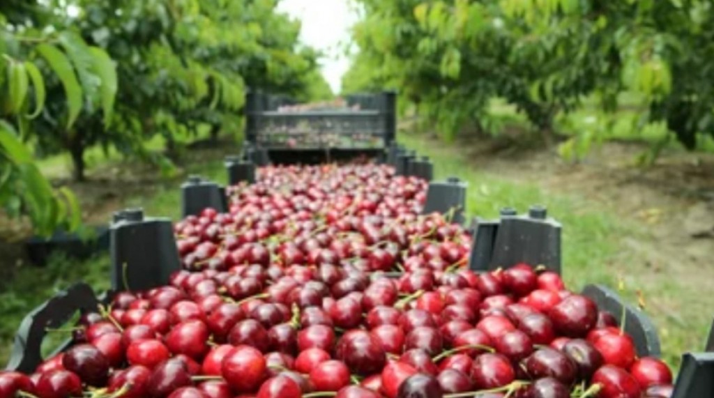 Dhuniyeyge baazaarah enme ginain cherry nerenee kon baehkkan engeytha?