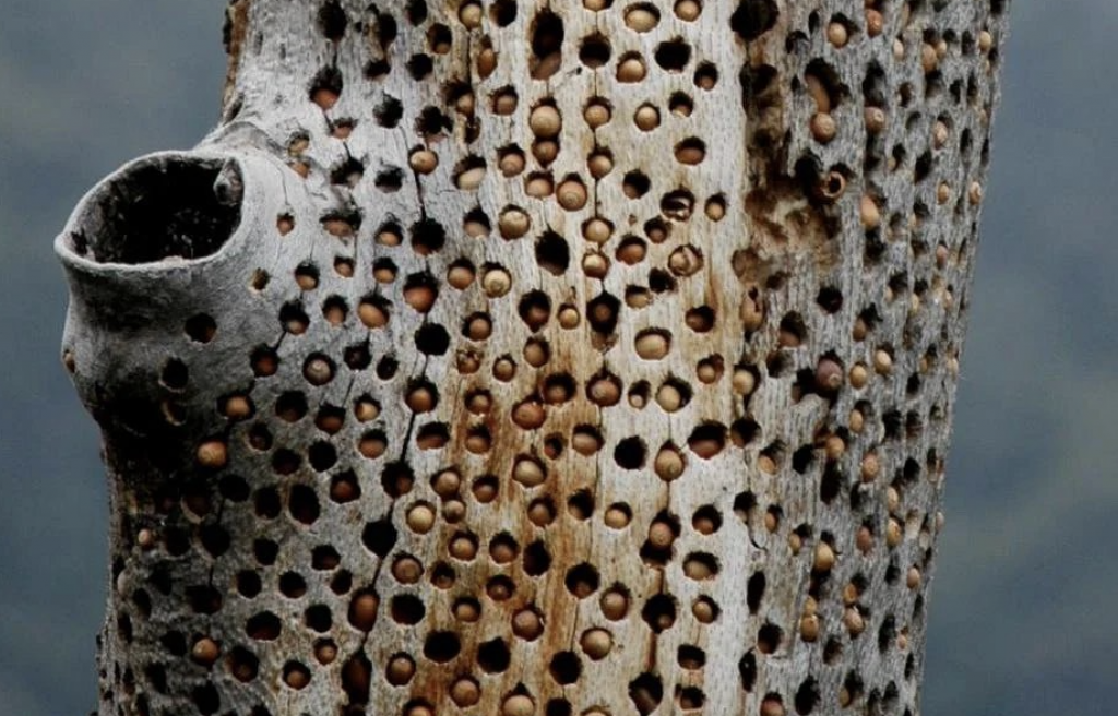 Trypophobia: Samaalukann hoadhan vegen ulheneekee noon, hama hageegee biruverikameh!