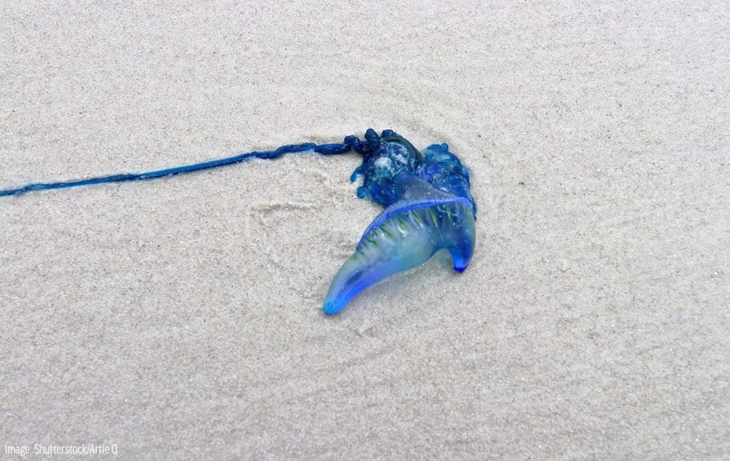 Hulhumale' moodhun viha jelly fish thakeh fennaathee samaaluvaan ilthimaas kohffi