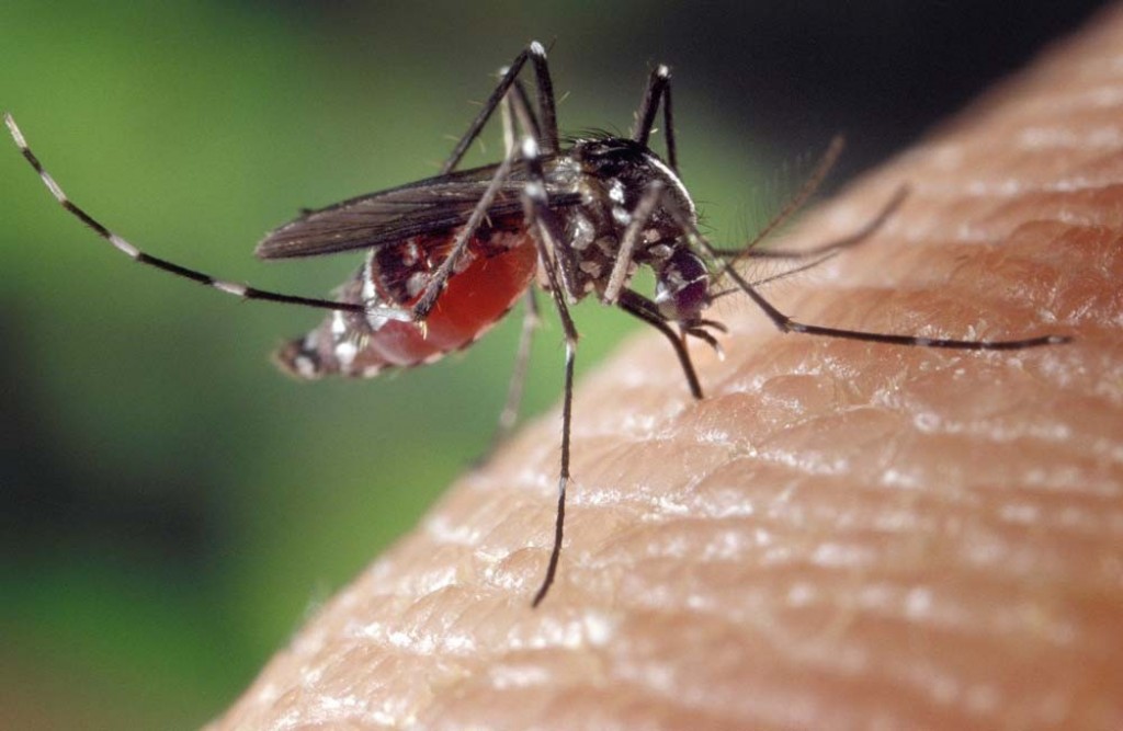 Dengue jehigen meehun maruvanee, madhirin salaamaiy vumah mikankan kohllamaathoa!