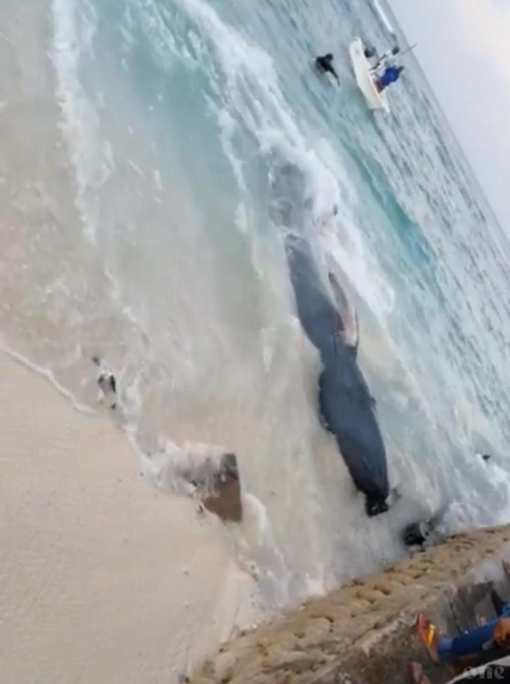 Whale beached in Vilimale’ rescued back to the ocean