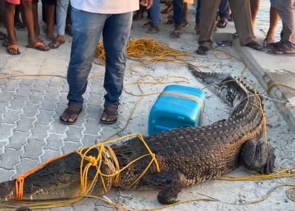 Farukolhun fenun Kinboo Raajje naadhevey hisaabah dhookollaifi