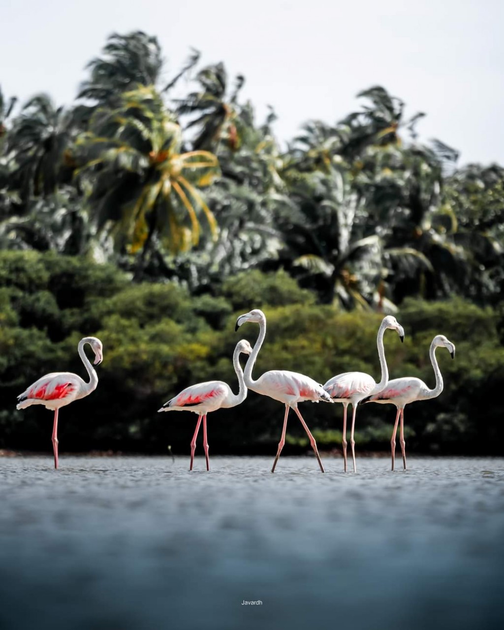 Dhahfalhun fenna hiygaimu manzaru, Raajje dhookoh dhaahiy nuvi flamingo thah!