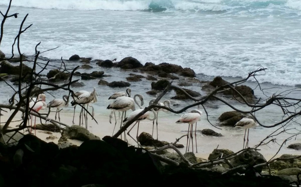 Raajje hijura kuri Flamingo thakeh hifai vikkaa massala balanee