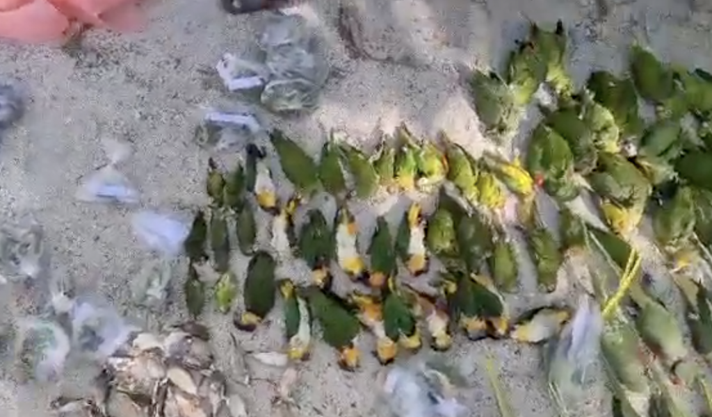 AG inn lafaa dhin goiy kamah bune Raajje ethere kuri gina adhadhehge dhooni maraalaifi