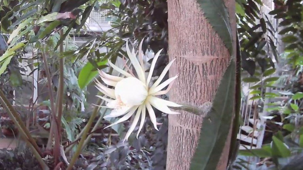 UK gai furathama faharah ''Moon Flower'' eh folhihjje