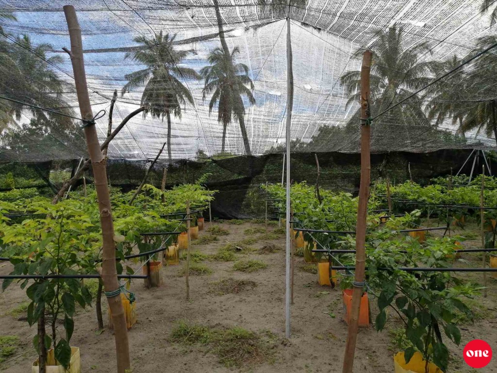 Ukaaalaa kuni beynunkohggen dha'nduverikamah beynunvaa beys Raajjeygai ufahddhanee