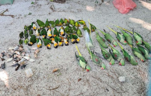 Dhooni thah maraalumuge kurin gina luithakeh dhinin, an'buraa fonuvaalumah ves furusathu dhinin: Fisheries