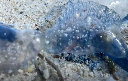 Hulhumale' beach in nurahkaatheri jellyfish thakeh fennaathee samaaluvaan edhijje