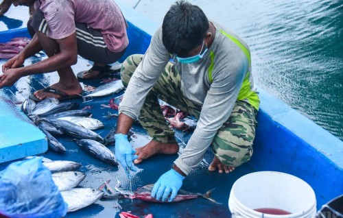 Government: No obstruction in exporting local fish to Sri Lanka