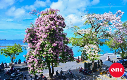 Madi mas vakaru, hurihaa dhivehinnah geygaives faseyhain hehddhidhaane, miothee kankuranvee goiy