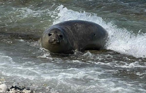 Hithadhoo ah eri Seal nufeybi. EPA in anganee esorah undhagoo nukuran