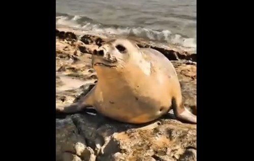 Hithadhoo inn anehkaaves seal eh fenijje
