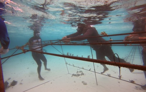 Dhuvaafaru gai coral garden nursery eh gaaim kuran BML ge ehee