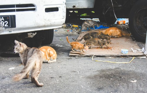 Rahthakuge maguthakugai ulhey bulhaathakah aniya nukurumah Animal welfare ministry in ilthimaaskoffi