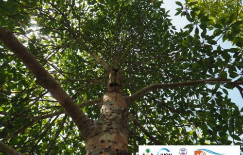 Dhuniyegai varah madhun fenna mangrove gahuge baavatheh raahjjein fenihjje
