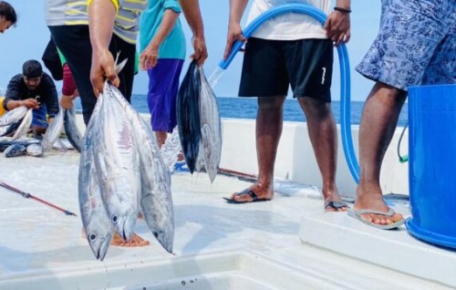 MIFCO in mas ganna agugai masveriakah mahehge mahchah avarage koh 22,000 rufiyaa libeyne: Zaha