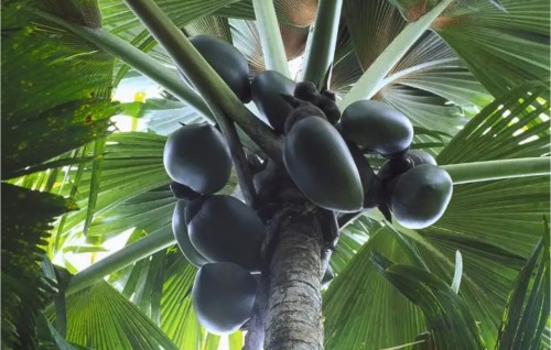 Raahjjeygai nuhedhunas Raahjje ah nisbaiy vaa thaavahkaashi, kureen gaanoonee gothun radhunge milkeh
