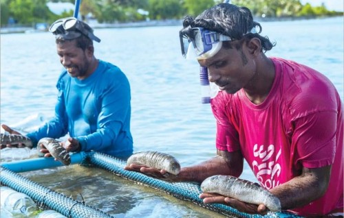 Dhe baavathehge huifilandaa export kurun raajjein manaakohffi