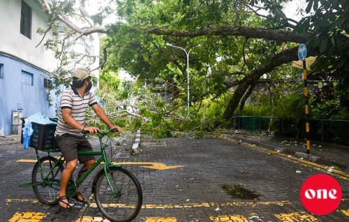 #OnePhoto: Sultan park gai huri gahakun baeh vetti, lily magu bandhuvun