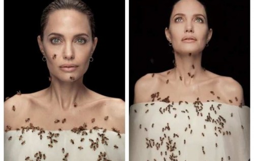 3 dhuvas vandhen fen nuvaraahure Angelina Jolie kurikamakee gayah kulhandhuru eruvun