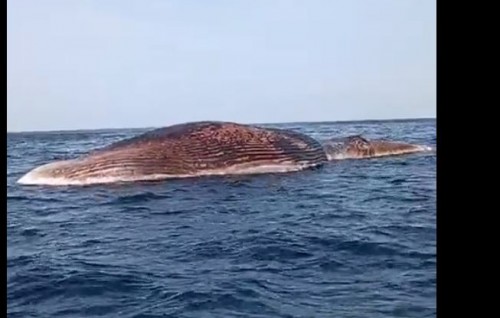 Bodu mas mihaaru othee Thinadhoo falhu kaireega, eyge kashiuthah nagai display kuran visnanee: Vaavu atholhu Council
