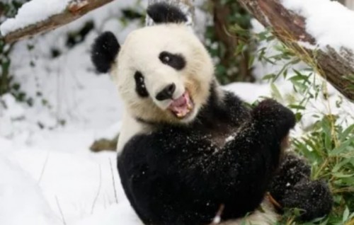 Haradhu boduvumuge sababun Finland in panda thaah China ah fonuvaalanee