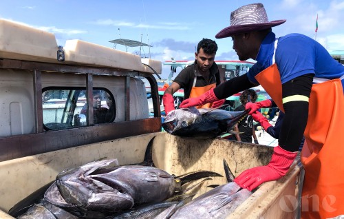 Masverikan rangalhuve, MIFCO in mas gathun control kohfi