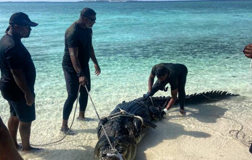 Bolidhuffaru in fenunu kinboo hifai kandah dhookollaifi