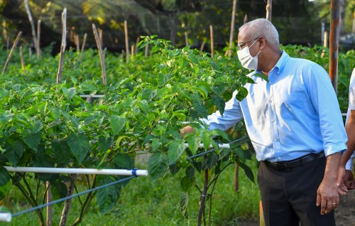 Sarukaarah 3 aharu: Pesticides controll kurumuge gaanoonu ufanvumaai duty kandailun, dhanduverikamah heyo badhaleh
