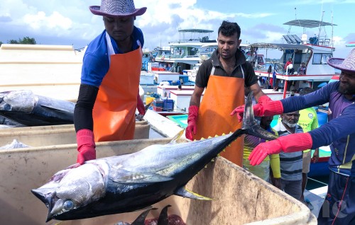 Hulhumale mass market city council ah dhookollanee