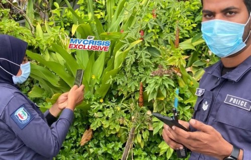 Cannabis gas thakakaai gina adhadhegge drug gengulhunu meehaku 100 aharah jail ah
