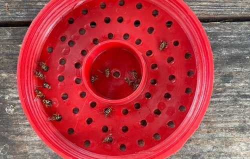 Feevakugai nurahkaatheri fruit fly ginavaan fashaifi