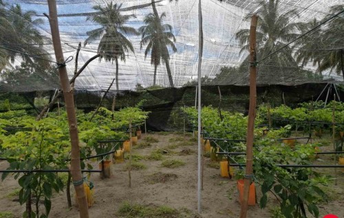 Agricultural fertilizers to be made with recycled waste in Maldives