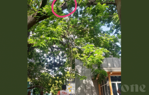 MNDF removes branch due to fall hazard
