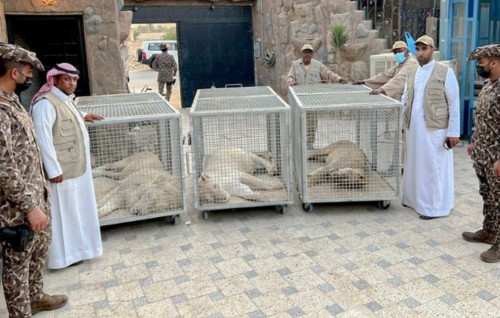 Saudi mahujanehgge geygai 3 singaa gengulhenikoh fenihjje