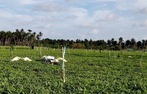 Dhanduverikamah falhurah dhookurumakee dekolhu jehey kameh noon: Majlis Raees