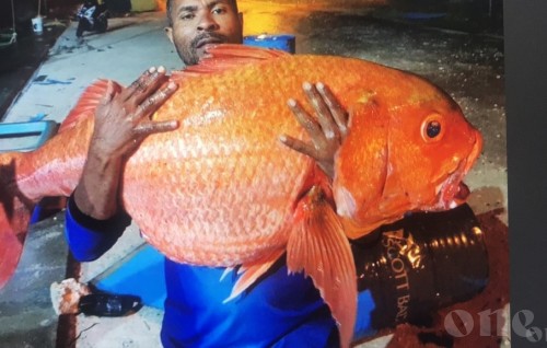 Local fisherman nabs giant Red Snapper